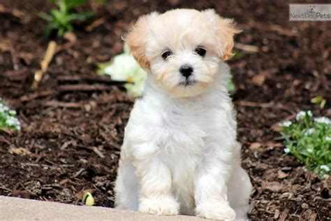 maltipoo photos|maltipoo women.